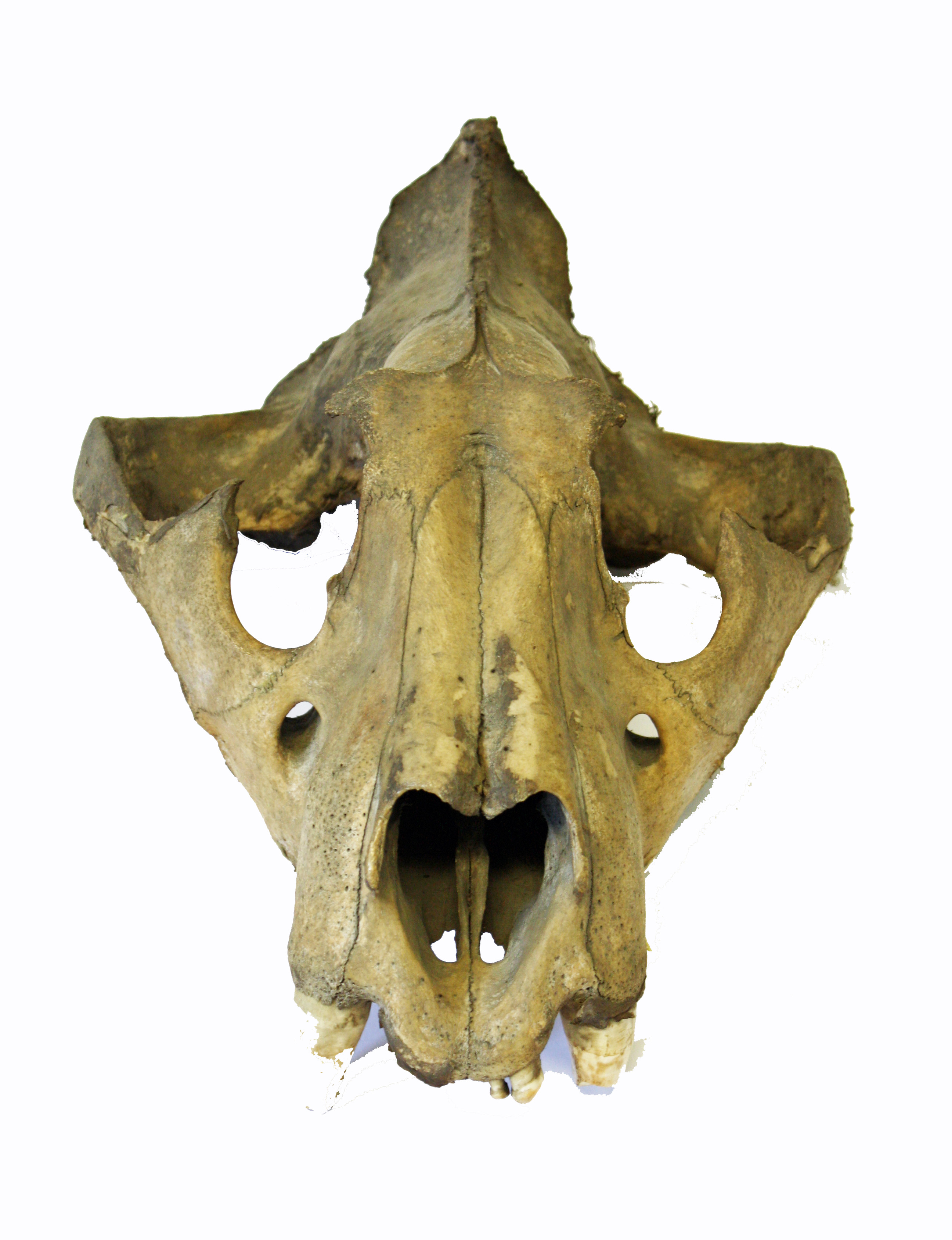 lion skull front